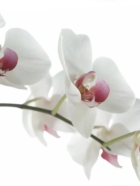 Erotic massage Miami, Energy of Love Tantra